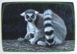 Lemur
