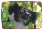 Lemur Indri