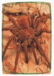 Tarantule Goliáš
