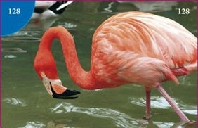 Plameňák růžový