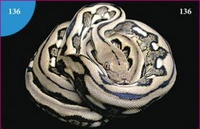 Krajta mřížkovaná