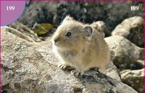 Pišťucha horská (Pika)