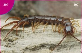 Stonožka škvorová