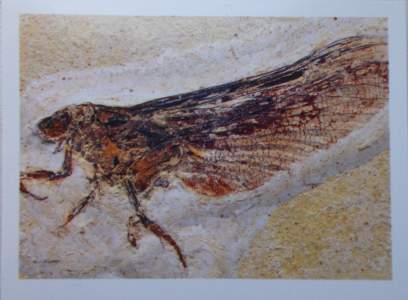 Mickoleitia Longimanus