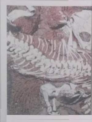 Milenci z Tambachu (1/2)