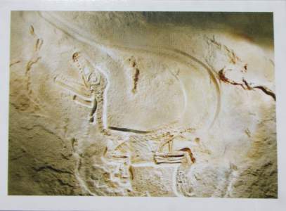 Nejlépe dochovaná fosilie