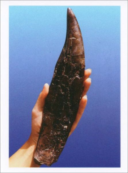 Zub Tyrannosaura rexe