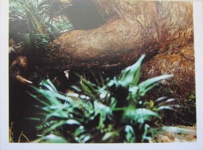 Obří lenochod (2/2)