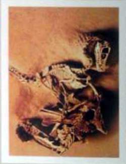 Velociraptor a Protoceratops