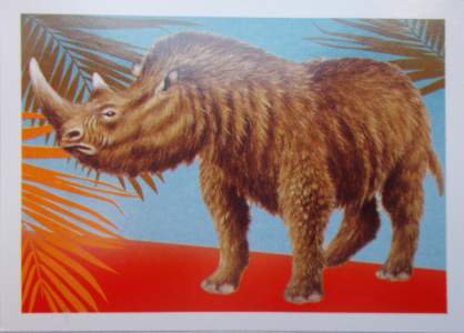 Nosorožec srstnatý