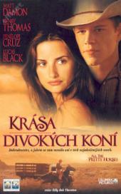 Krása divokých koní